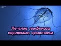 Лечение ЛЯМБЛИОЗА народными средствами