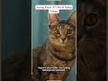 Telinga Kucing Super Canggih?!