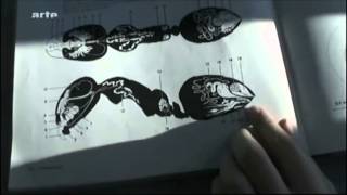 Argentine ants pheromone experiment 3min40 youtube