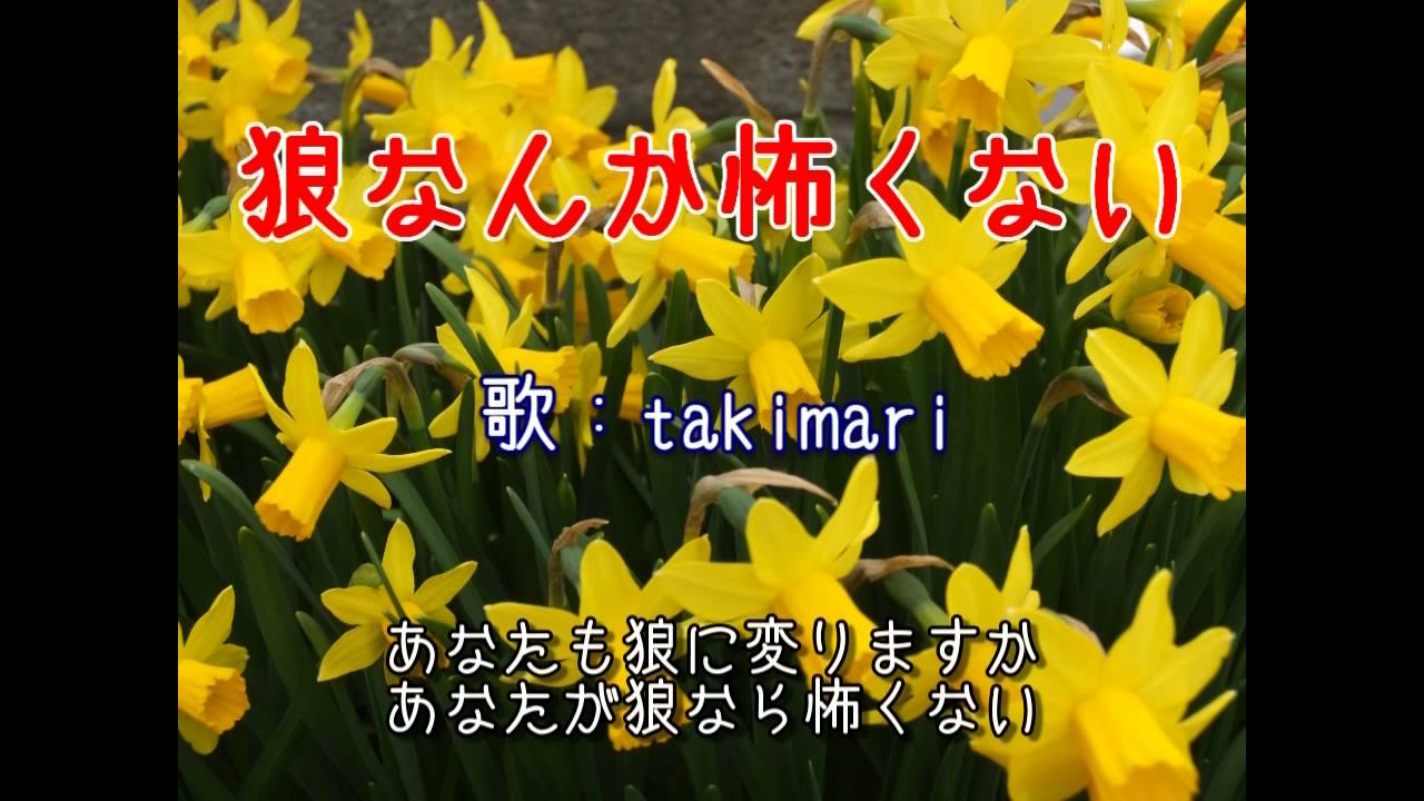 狼なんか怖くない 石野真子 Takimariの音楽な自由時間