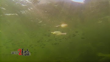 Spinnerbait Fishing during the Shad Spawn