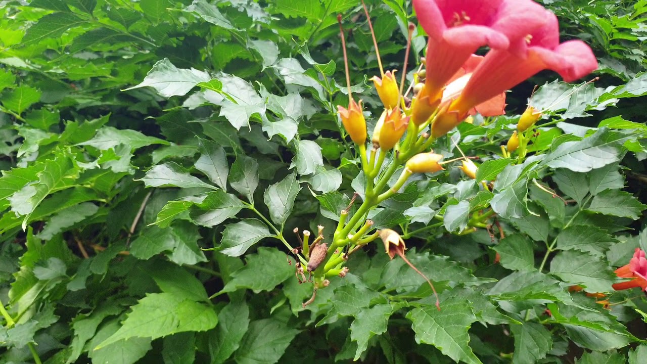 Красиво цветущая лиана - кампсис. За один-два года превращается в ...