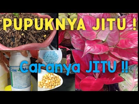 Video: Memotong Pohon Quince Berbunga - Cara Memangkas Pohon Quince yang Berbunga Terlalu Banyak