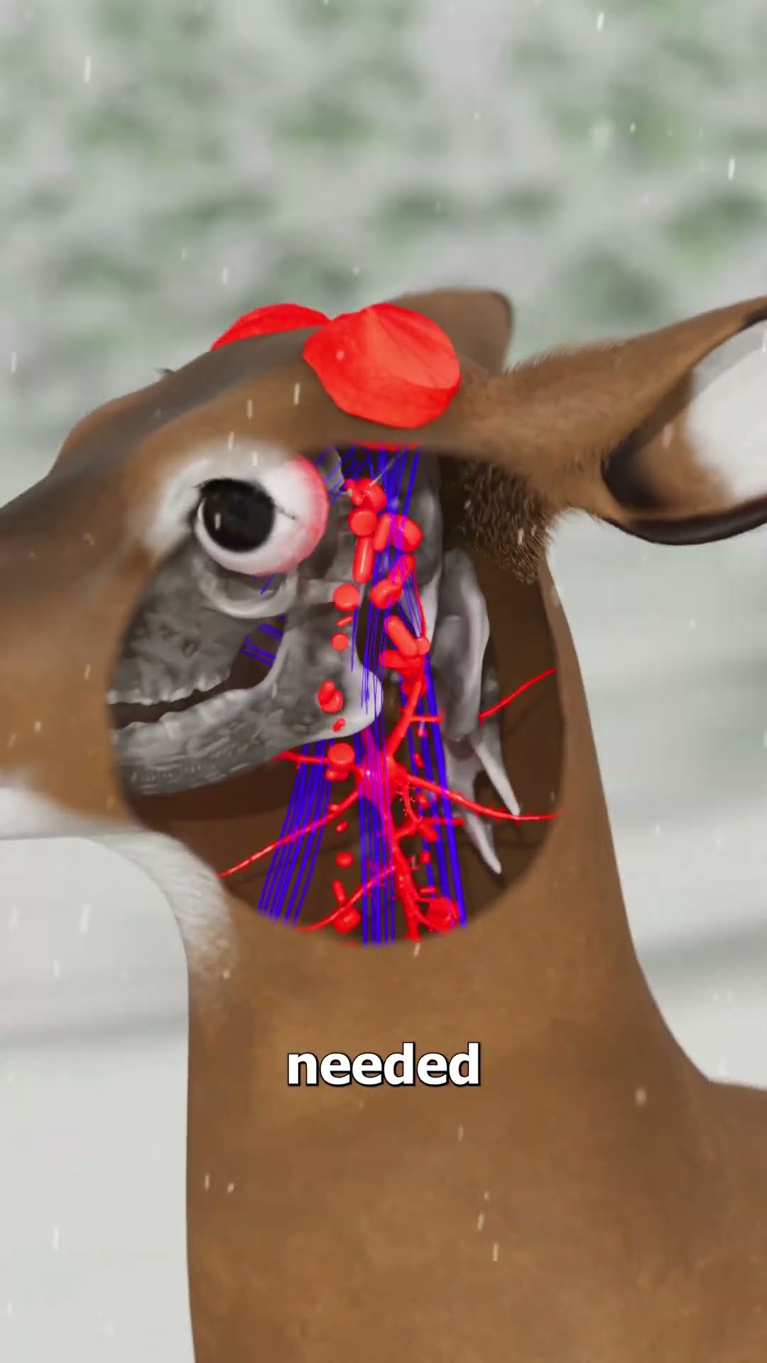 How Deer Regrow Their Antlers ?