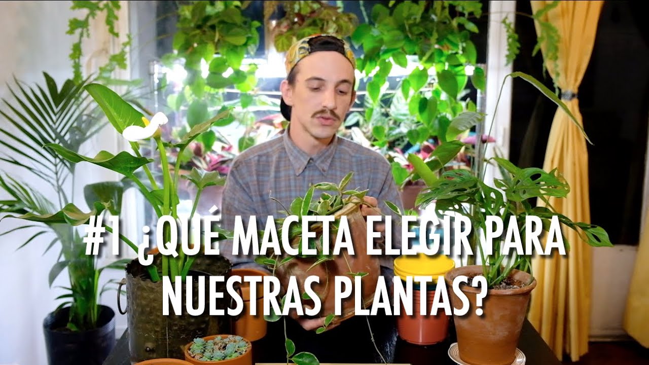 Macetas para plantas de interior ¿Cómo elegir la apropiada?