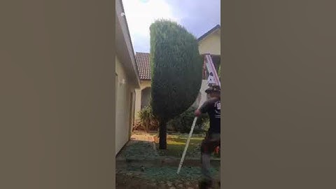 Cắt tỉa cây xanh tập 1