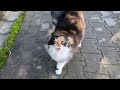 Pom Pom the cat meows and shuttles between us to be petted