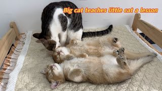 The big cat taught the naughty little kitten a lesson, and the little kitten became quiet and slept