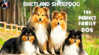 The Shelties|The Perfect Family Dog|Shetland Sheepdog