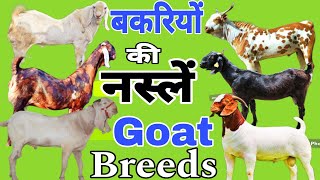 बकरी की 10 प्रमुख नस्लें Top 10 Goat Breeds for Commercial Farming #goat #breeds #top #farm #viral