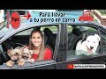 10 Tips sobre Como llevar a tu perro en carro-Tips by Natalia Ospina