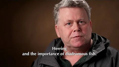 Herring and the importance of diadromous fish with Dave Sargent