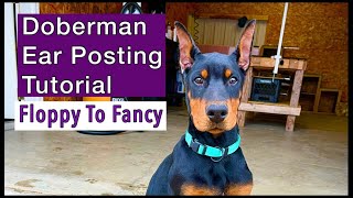 How To Post Doberman Dogs Ears After Ear Cropping. Backer Rod Method Ear Posting & Removal Tutorial.