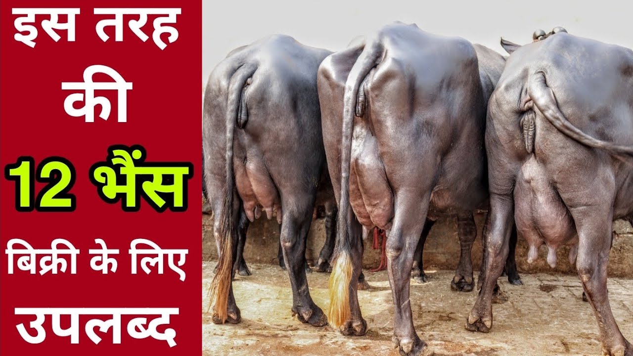 इससे सस्ता कहीं नहीं ! Buffaloes available in Very Resnable Rate 👍💪 Near Hisar, Haryana