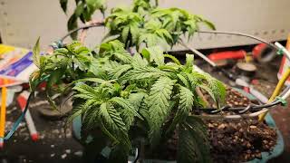 #Cannabonsai veg week 7 Cannabis indoor bonsai #Fecida CR600 LED full spectrum 3x3 #simproformula