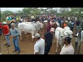 PREÇO DO GADO NA FEIRA DÊ ANIMAIS DE TABIRA PE 17/06/2026