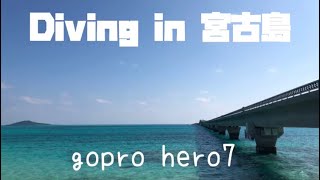 ダイビング ＊ diving gopro 【宮古島】