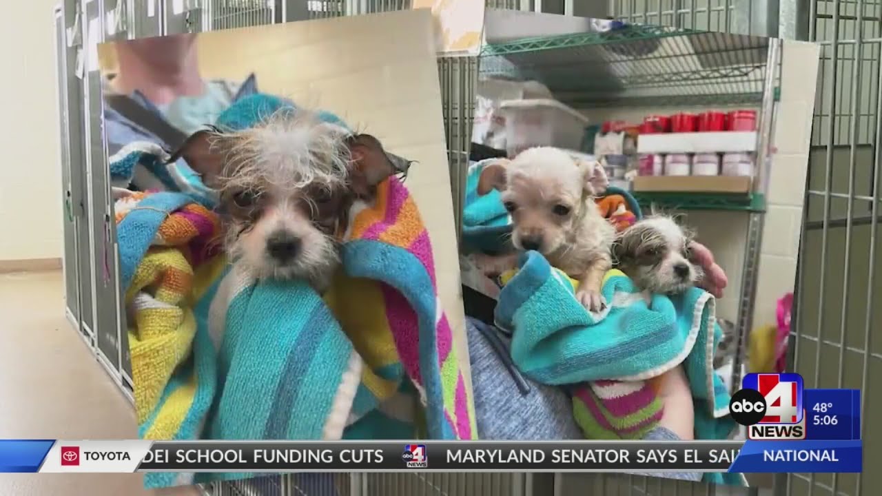 Animal shelters come together to help dogs rescued in Weber County ...