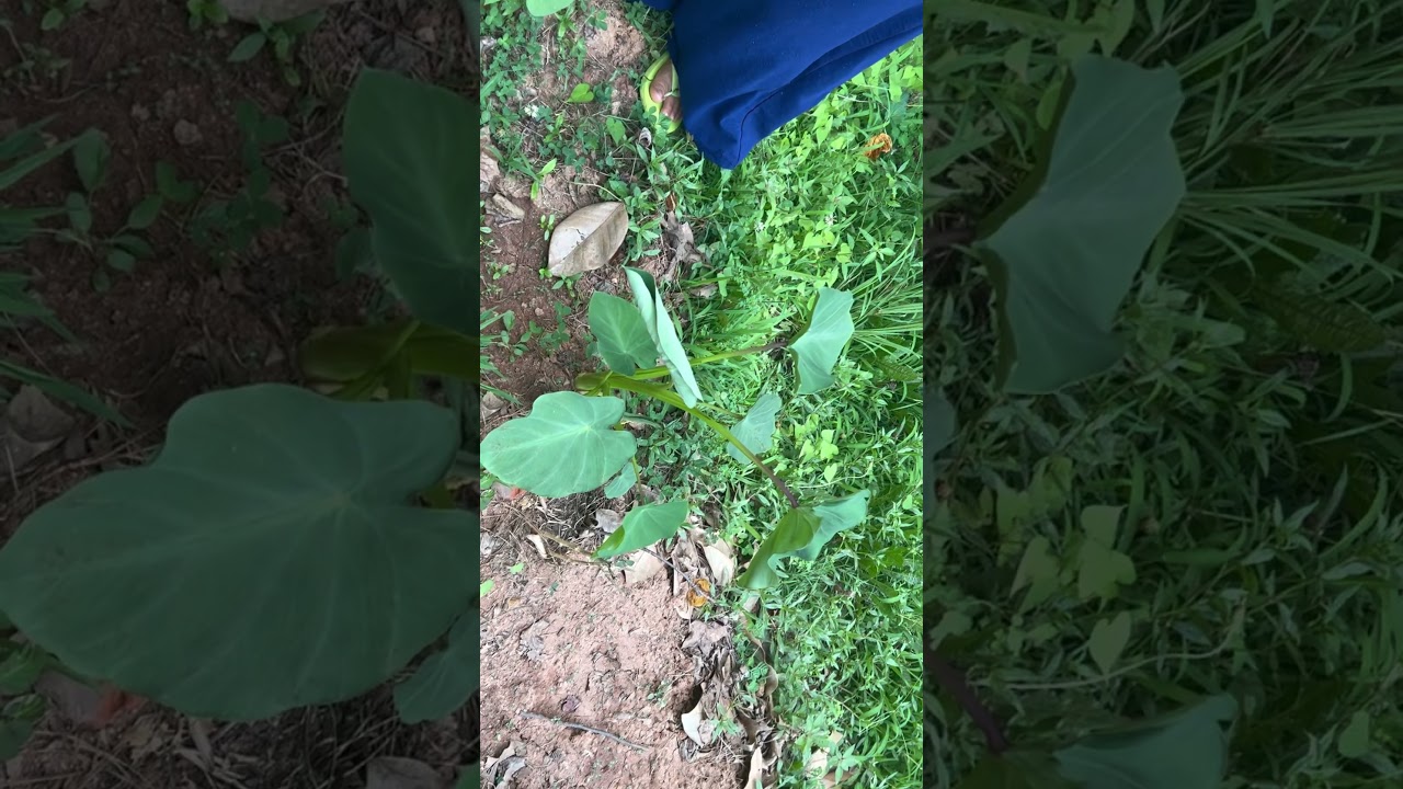 Harvesting Taro leaves in 🇺🇸 for the very 1st time
