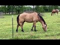 Morning Walk - Is This Horse Too Skinny? You Can See His Ribs?