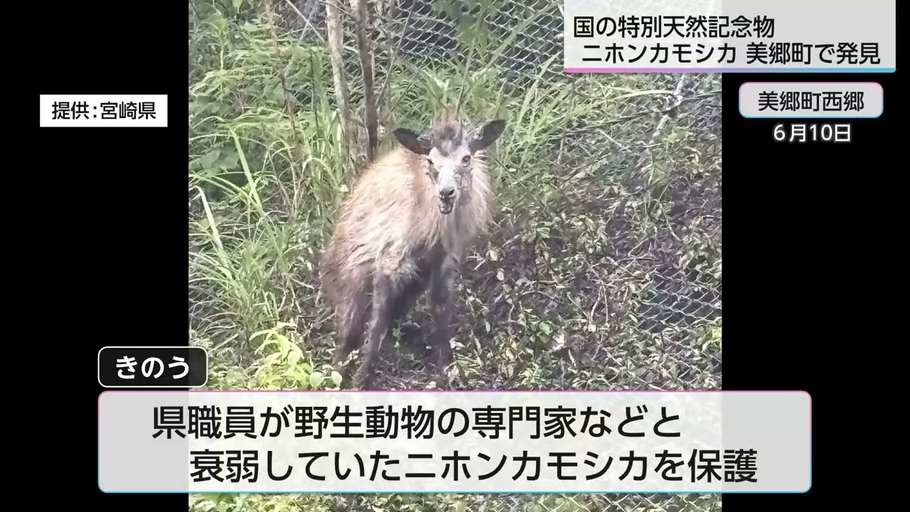衰弱した「ニホンカモシカ」発見される 県内生息数は推定約140頭と貴重