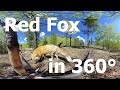 Red Fox in 360