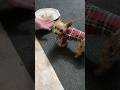 Murphy man being hand-fed his breakfast. #dogshorts #tinydog Wearing one of his lumberjack shirts