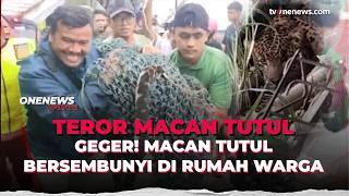 Macan Tutul Berkeliaran Di Pemukiman, Bpbd Turun Tangan Onenews Update