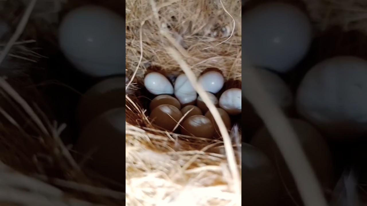 Itnay Andy ek nest MN 😱