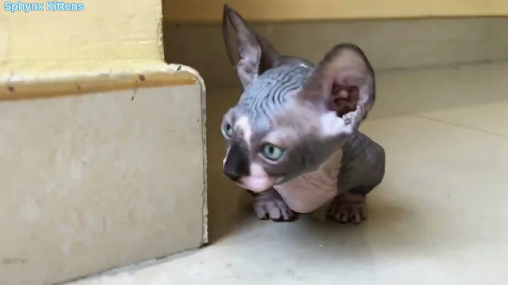 Video 64291: sphynx cat munchkin, sphynx kitten, sphynxcats funny, adorable hairless cat, legged cat
