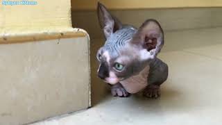 Bambino cat  munchkin sphynx cat  walking so cool | Sphynx Kittens