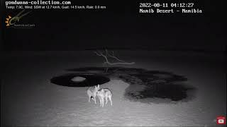 Jackals Have a Spat at the Watering Hole 💦 ... Gondwana Namib Park, Africa