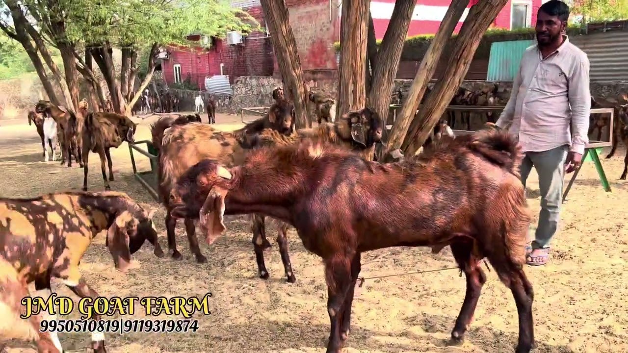 लो जी ले आए आपके किए बकरा ईद का तयार माल वाजिब दाम में #viralvideo