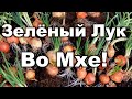 Лук На Зелень(Перо) Во Мхе За Пару Недель!