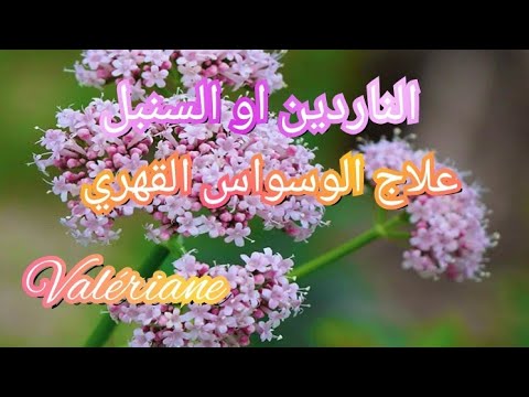 عشبة الناردين او السنبل لعلاج القلق و الأرق المزمن والقولون العصبي و الوسواس القهري
