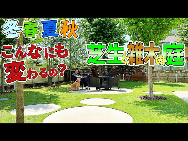 芝生と雑木の庭】365日の庭の変化の様子、美しい樹形のカツラと自然樹