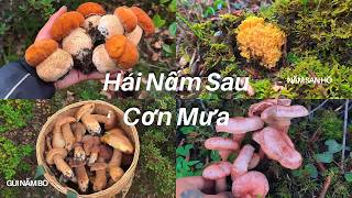 After the Rain, the Forest Explodes with Wild Mushrooms | A Day of Unexpected Mushroom Hunting screenshot 4