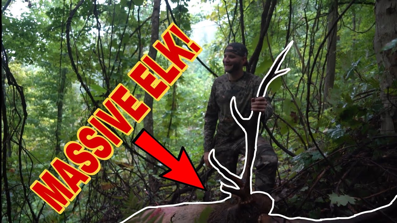 BOW HUNTING EASTERN KENTUCKY ELK!!! (Non Stop BUGLING) YouTube