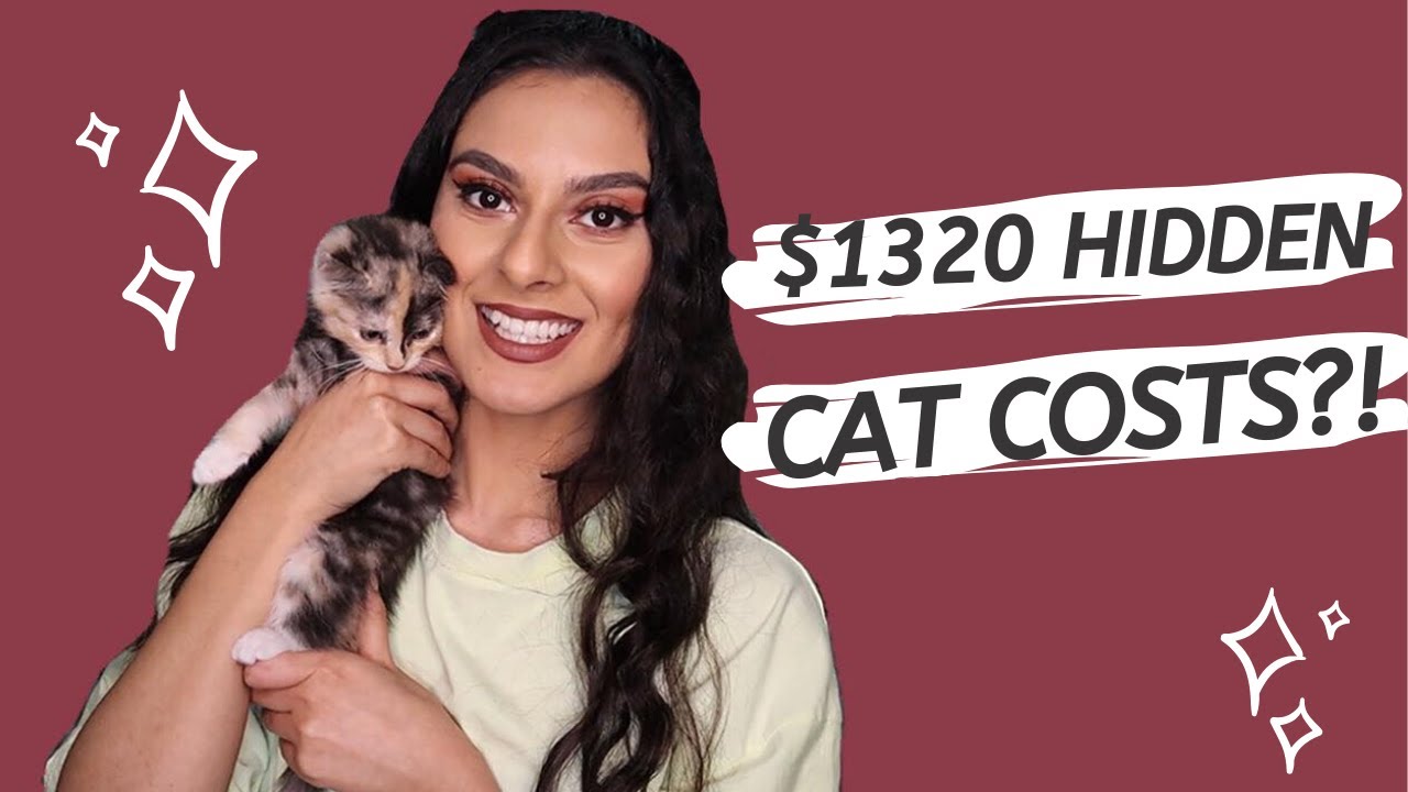 HIDDEN COSTS YOU SHOULD KNOW BEFORE BUYING A KITTEN! 🐈 YouTube