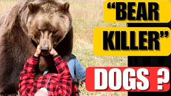 Do "bear killer" dogs exist?