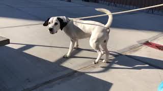 Pinky 74382 NYCACC