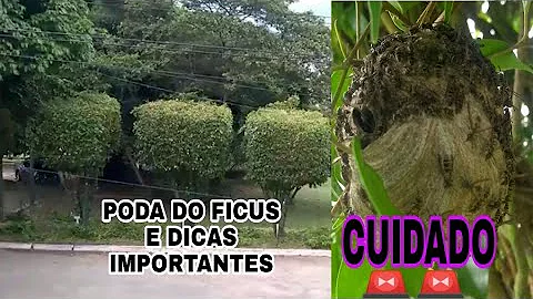 Como fazer a poda da Ficus?