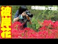 【写真撮影】彼岸花を巾着田曼珠沙華公園に撮りに行ってきた【ともよ。】