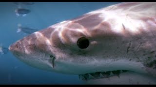 Great White Sharks - Deep Dive @ Isla Guadalupe 2008