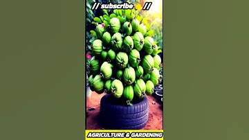 Grow Guava Tree Faster with These Simple Tips! #guava#fruittree