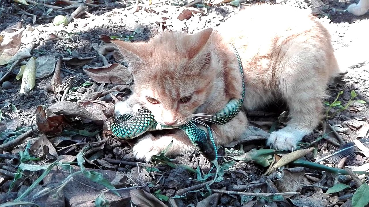My Cat Kills A Snake YouTube My Cat Kills A Snake YouTube