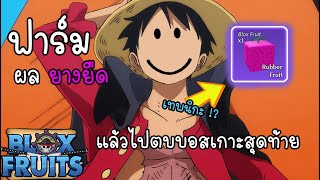 ผมจะฟาร์มผลยางยืดตั้งแต่ไม่มีสกิลจนมีครบทุกสกิล | Blox Fruits Roblox