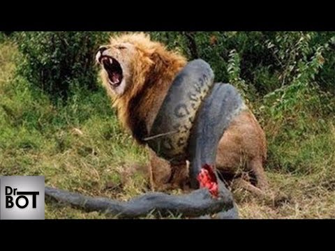 5 COMBATS D'ANIMAUX SAUVAGES INCROYABLES PRIS EN VIDÉO | Dr Bot