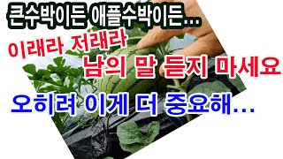 큰 수박 재배이든, 애플, 망고, 복수박 재배이든...이래라 저래라 남의 말 듣지 마세요. 어느 순을 기르든, 어느 마디를 자르든 그보다 오히려 이게 더 중요합니다.(수박 재배법)