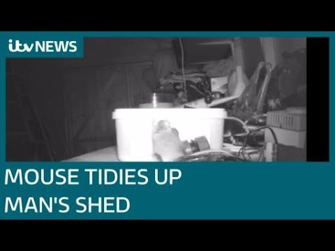 Mouse captured on camera tidying up man's shed| ITV News